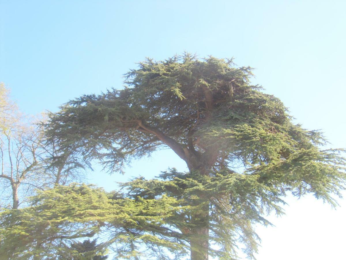 Bed & Breakfast Chateau Les Cedres Bretteville-l'Orgueilleuse Buitenkant foto