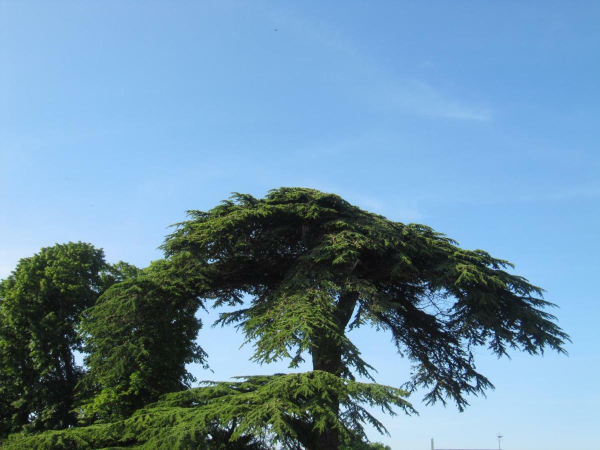 Bed & Breakfast Chateau Les Cedres Bretteville-l'Orgueilleuse Buitenkant foto